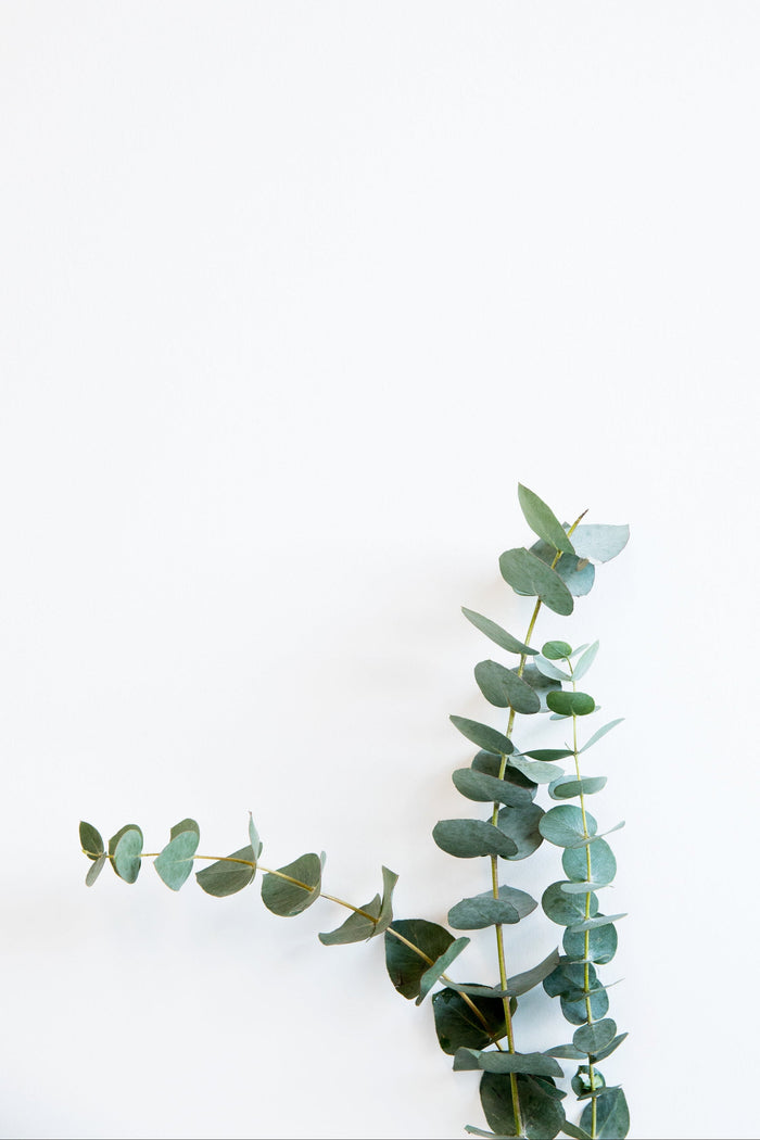 Le Shen, ou l'art de rayonner